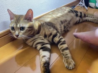 What would you do with a pampered kitty?