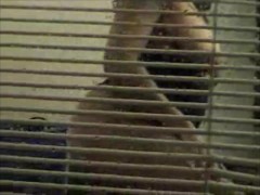 Topless Window Dancer - Screenshot 11 of 16 - Sassy Tease