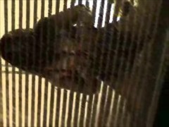 Topless Window Dancer - Screenshot 13 of 16 - Sexwithsassy