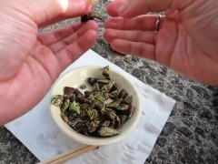 カメノテを完食するいもこ - Screenshot 11 of 16 - Cook