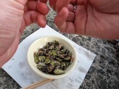 カメノテを完食するいもこ