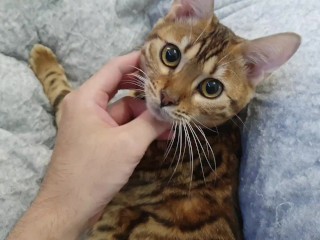 マッサージ猫。彼女はあなたを見る