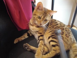 Музыкальное видео Pussy для отдыха по утрам. Посмотрите его со стаканом горячего молока!