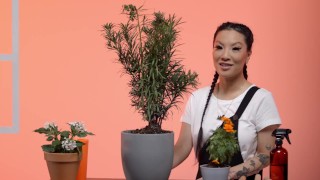 Pornhub Taught Me: How to Care for Houseplants