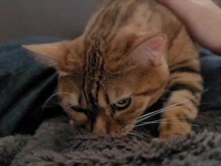 日曜日の朝はかわいい子猫に目が覚めたから始まります...通常クール、彼女は甘いです