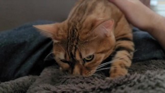 Sunday morning starts with being woken up by a cute little kitty ... . Normally cool, she is a sweet