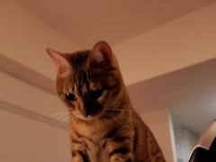 A kitten who got excited when she saw yours ... . She chases after you madly ... .