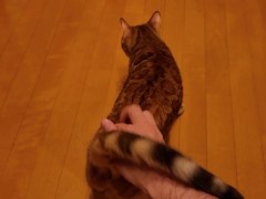 Perfect kitty ...cutest video!