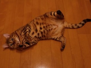 Perfect kitty ...cutest video on Pornhub!