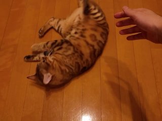 Perfect kitty ...cutest video!