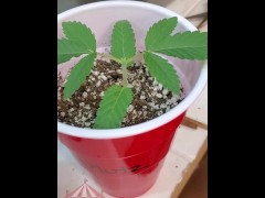 Nude Gardening with Freak77Show Topping and Femming Outdoor Grow Ep. 2