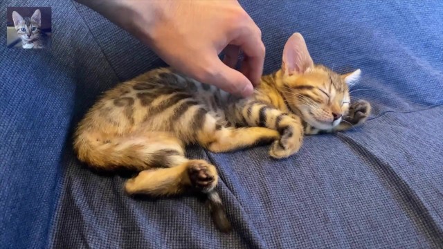 Пожалуйста, вас исцелит котенок, который хочет провести с вами время