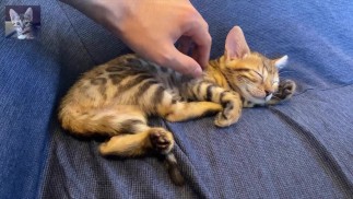 Bitte lassen Sie sich von einem Kätzchen heilen, das Zeit mit Ihnen verbringen möchte