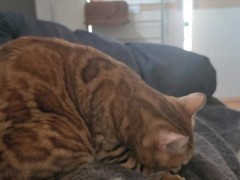 bed gets dirty. - Screenshot 2 of 16 - Artem