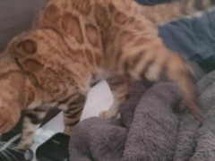 bed gets dirty. - Screenshot 7 of 16 - Henry Price Win