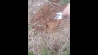 I am your Dirt Slut