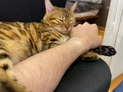 Incredibly beautiful with big tail 