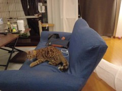 Kitty gets excited about a new toy ....... She gets so excited that she goes on a rampage.