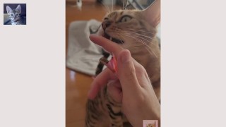 素敵な子猫との日常...。あなたも遊びたいですか?