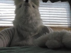 Furry Wolf Vores Lopunny