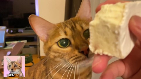 The cat looks at your cheese greedily ... . So cute you'll want to give her lots of it!