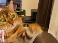 The cat looks at your cheese greedily ... . So cute you'll want to give her lots of it!