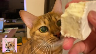 猫はあなたのチーズを貪欲に見ています...とてもかわいいあなたは彼女にそれをたくさん与えたいと思うでしょう!
