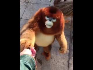 Just a Video of a Monkey Eating Food