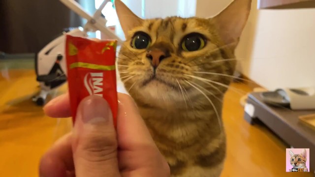 Японская кошечка от первого лица 