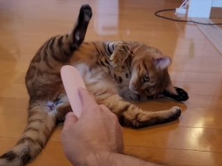pussy feels good when played with toys .... This toy is amazing! sex toy review