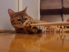 New toy review . Normally docile cat is so excited she jumps on it and won't let go!!!!!!!!