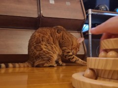 Playing with toys to get your master to play with you ....... The is not interested in you ...