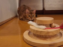 One toy is not enough for this. She plays comfortably with two toys.