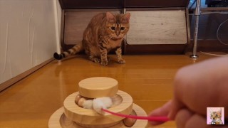 1つのおもちゃはこの猫には十分ではありません。彼女は2つのおもちゃで快適に遊ぶ。