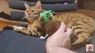 人形で遊ぶ猫。彼女は気持ちいい