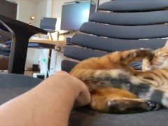 topgun meowverick: sexy kitty flying around trailer