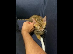 (Vertical video) gets comfortable with massage .... The kitty who was in good health is enrapt