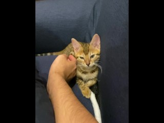 (Vertical Video) Pussy Gets Comfortable with Massage .... the Kitty who was in Good Health is Enrapt