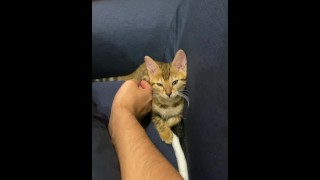 (Vertikales Video) Kätzchen fühlt sich gut nach einer Massage ... Das energiegeladene Kätzchen ist g