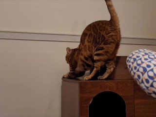 A pussy loves to play with toys. She makes so much noise that the neighbors hear her.