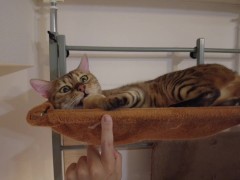 on a rampage in a hammock