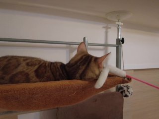 Perfect Pussy . Kitten gets excited by a toy