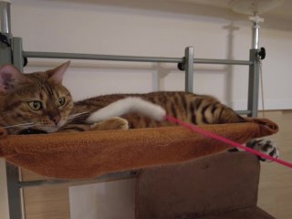 Perfect Pussy . Kitten gets excited by a toy