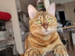Cute kitty gazes in the morning .... No words are needed