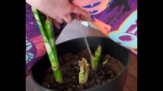 Поливаю растение, пытаюсь вернуть его к жизни