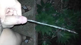 Watering the garden with my piss