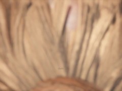 Carnal Instinct Furry FUTA Game | Gameplay part 10