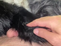 Multiple Furs Attack - Screenshot 1 of 16 - Fur