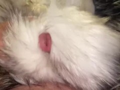 Multiple Furs Attack - Screenshot 6 of 16 - Fur