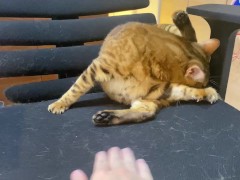 Intense play with a poor kitty who invites you 